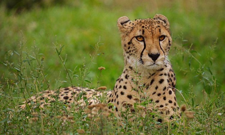 Chehaw Park and Zoo Volunteer Opportunity